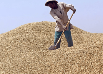 Sénégal / Directives du gouvernement pour la campagne de commercialisation de l’arachide (2023-2024)