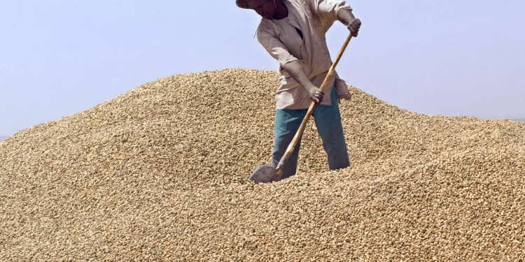 Sénégal / Directives du gouvernement pour la campagne de commercialisation de l’arachide (2023-2024)