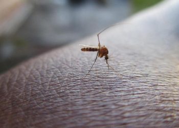 Sénégal / SANTÉ / Pikine : 57 Cas de Dengue recensés, les services d’hygiène mobilisés