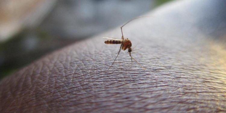 Sénégal / SANTÉ / Pikine : 57 Cas de Dengue recensés, les services d’hygiène mobilisés