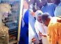 Touba/Sénégal: Sadaga offre deux lionceaux à Serigne Mountakha, qui tient à les voir lui-même. Regardez !