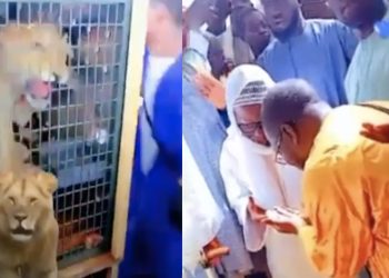 Touba/Sénégal: Sadaga offre deux lionceaux à Serigne Mountakha, qui tient à les voir lui-même. Regardez !