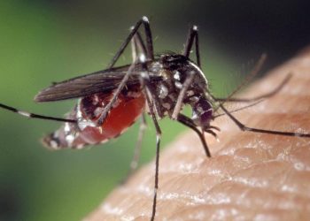 Épidémie de Dengue au Burkina Faso : Plus de 350 décès en un mois