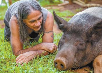 France : une femme de 46 ans se lance dans la pédicure pour cochons