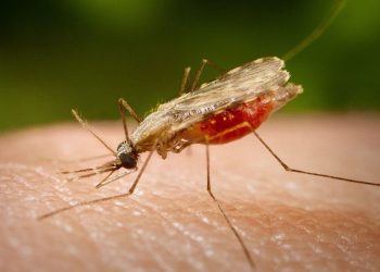 Technologie : des moustiques stériles pour lutter contre la dengue
