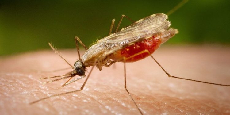 Technologie : des moustiques stériles pour lutter contre la dengue