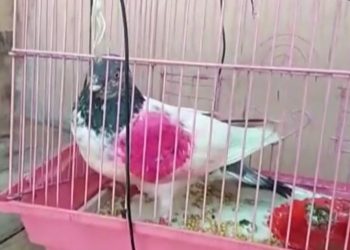 Inde : un pigeon, espion présumé, relâché après avoir été blanchi
