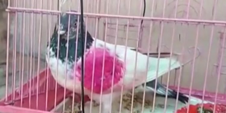 Inde : un pigeon, espion présumé, relâché après avoir été blanchi