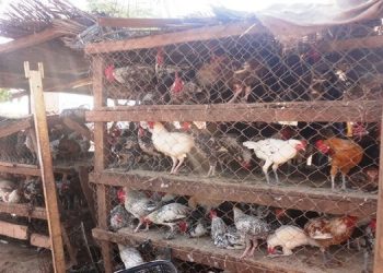 Sierra Leone : en voulant empoisonner son chien, un vieil homme tue par erreur 50 poulets