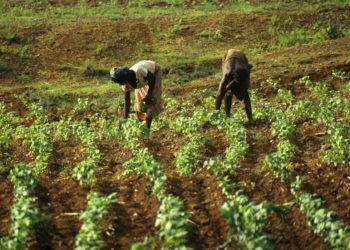 Hausse de 2,4% de la production vivrière dans l’UEMOA