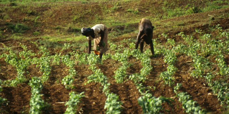 Hausse de 2,4% de la production vivrière dans l’UEMOA