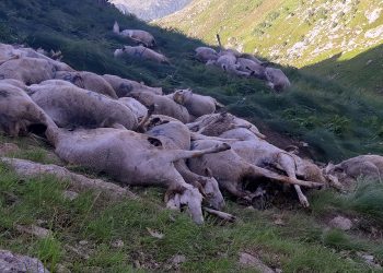 Sénégal : une femme se suicide après avoir soudainement perdu tout son troupeau 
