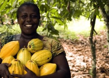 En Côte d’Ivoire, des records de chaleur perturbent l’agriculture