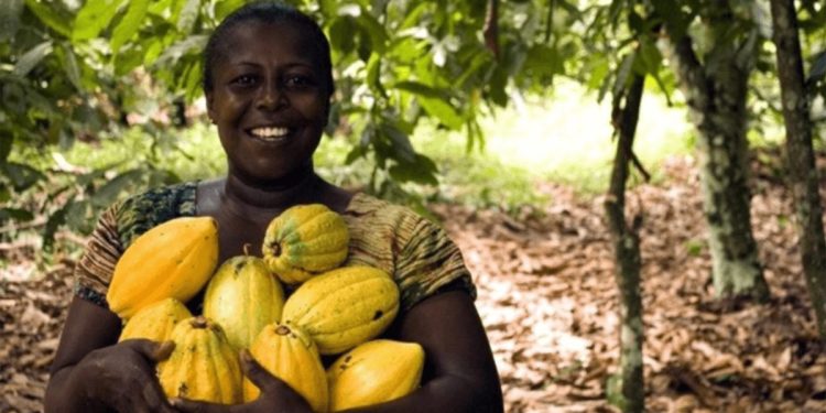 En Côte d’Ivoire, des records de chaleur perturbent l’agriculture