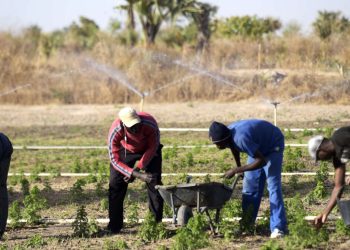 Au Sénégal, un financement de 51 milliards pour revitaliser l’Agriculture