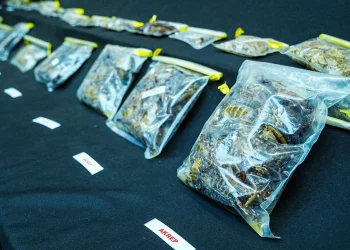 Un conservateur du Musée américain d’histoire naturelle arrêté en Turquie