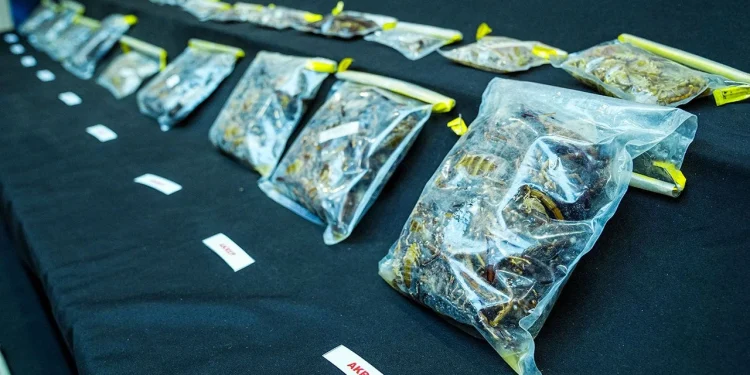 Un conservateur du Musée américain d’histoire naturelle arrêté en Turquie