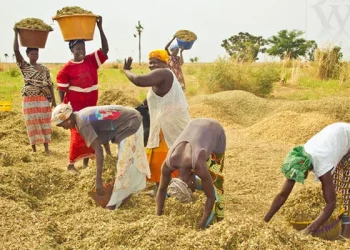 Sénégal : Quelles perspectives pour sauver le secteur agricole ?