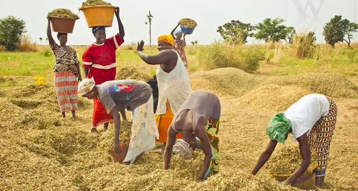 Sénégal : Quelles perspectives pour sauver le secteur agricole ?