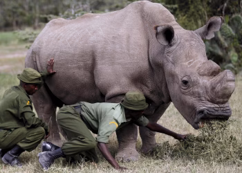 Des dizaines de rhinocéros blancs réintégrés dans la nature en Afrique du Sud