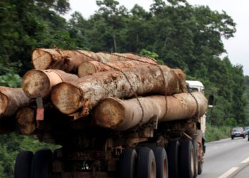 La prohibition de l’exportation des grumes de bois en Afrique peine à s’appliquer (rapport)