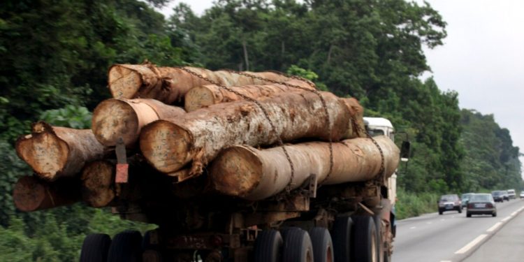 La prohibition de l’exportation des grumes de bois en Afrique peine à s’appliquer (rapport)