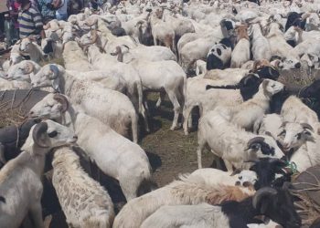 Le prix du mouton presque inaccessible à Conakry à cinq jours de la fête du Sacrifice