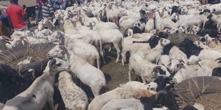 Le prix du mouton presque inaccessible à Conakry à cinq jours de la fête du Sacrifice