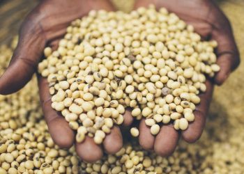 Des chercheurs réfléchissent sur l’avenir des semences paysannes traditionnelles en Afrique de l’Ouest