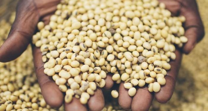 Des chercheurs réfléchissent sur l’avenir des semences paysannes traditionnelles en Afrique de l’Ouest