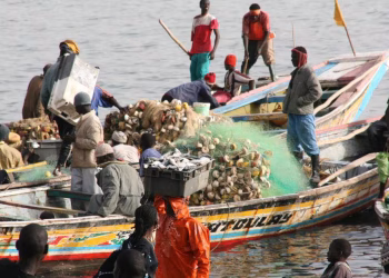 Gestion des ressources halieutiques : Le Sénégal va réexaminer des contrats de pêche