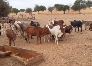 Fièvre de la vallée du Rift : Quatre morts en quelques jours au Sénégal