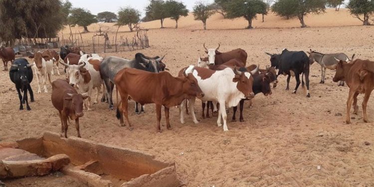 Fièvre de la vallée du Rift : Quatre morts en quelques jours au Sénégal