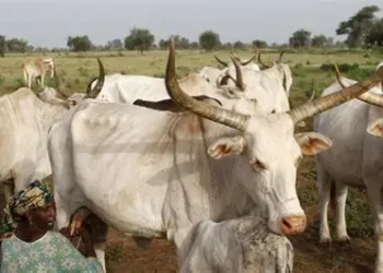 La Guinée expulse les éleveurs étrangers, le Mali en première ligne