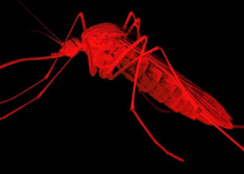 Fièvre de la vallée du Rift : le virus voyage à Tambacounda