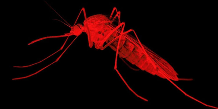 Fièvre de la vallée du Rift : le virus voyage à Tambacounda