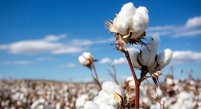 Sénégal – production cotonnière : une hausse de 60 % attendue en 2025