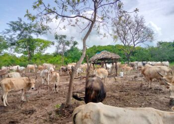 Sédhiou, là où les cloches des vaches ont cédé la place aux fusils !