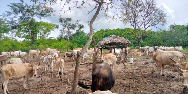 Sédhiou, là où les cloches des vaches ont cédé la place aux fusils !