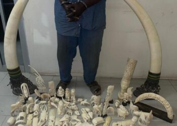 Dakar : 50 kg d’ivoire saisis, un trafic international démantelé