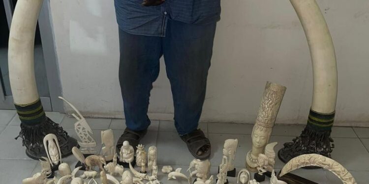 Dakar : 50 kg d’ivoire saisis, un trafic international démantelé
