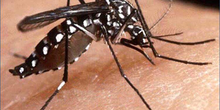 Épidémie de Dengue : 1 mort et une dizaine de cas détectés dans le Sud du Sénégal