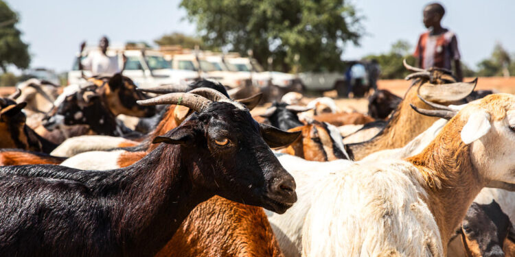 Gambie : une épidémie de peste des petits ruminants tue 36 chèvres