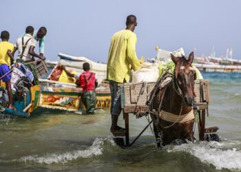Sénégal : face aux abus, Bamba Cissé durcit le contrôle sur l’exploitation des équidés