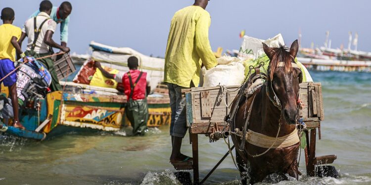 Sénégal : face aux abus, Bamba Cissé durcit le contrôle sur l’exploitation des équidés