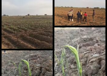 Sénégal : l&rsquo;invasion de criquets pèlerins menace les cultures maraîchères