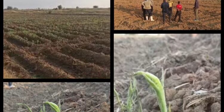 Sénégal : l&rsquo;invasion de criquets pèlerins menace les cultures maraîchères