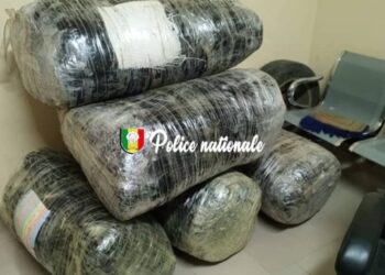 Saisie massive de drogue : l’OCRTIS intercepte 196 kg de chanvre indien à Mbodiène