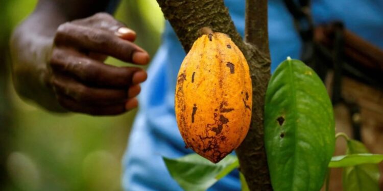 Crise de la filière Cacao en Côte d’Ivoire : les fragilités d’un modèle sous pression