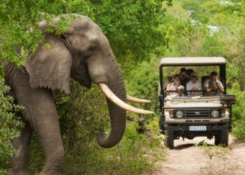 Tourisme mondial : l’Afrique s’impose en 2025 avec +8 % de croissance et 81 millions de visiteurs